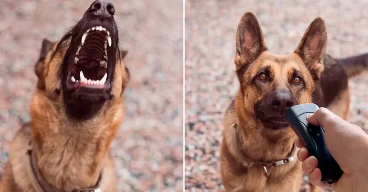 DogSilenz – die tierfreundliche, sofortige Lösung gegen Problem-Bellen